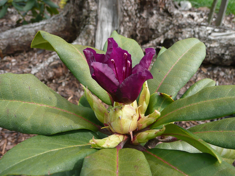 Rododendron